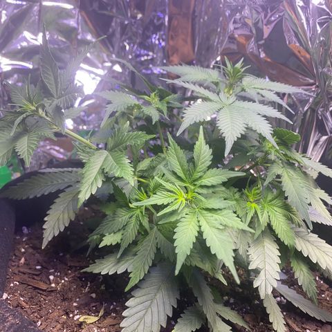 Blackberry Gum Autoflower growlog timeline photo