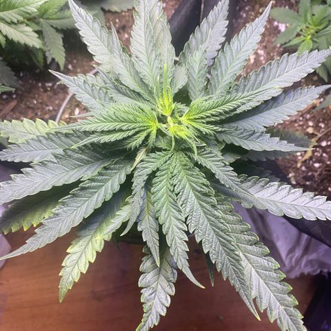 Grandmommy Purple growlog timeline photo