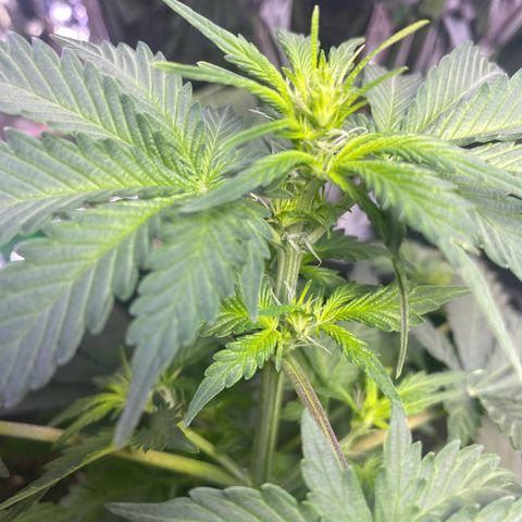 Blackberry Gum Autoflower growlog timeline photo
