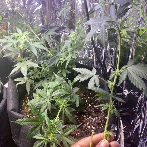 Apple Fritter Auto  growlog photo: Sad I broke this main stem by accident try g to train. 😱🥲