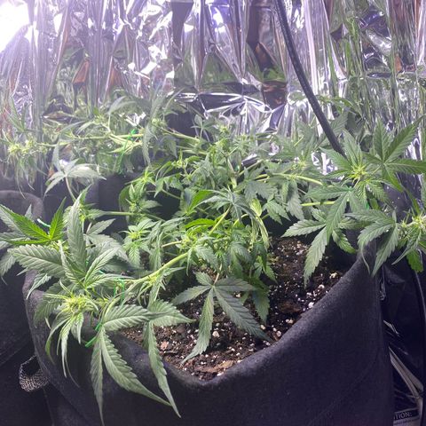 Apple Fritter Auto  growlog timeline photo