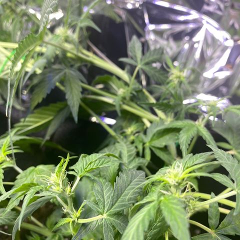 Apple Fritter Auto  growlog timeline photo