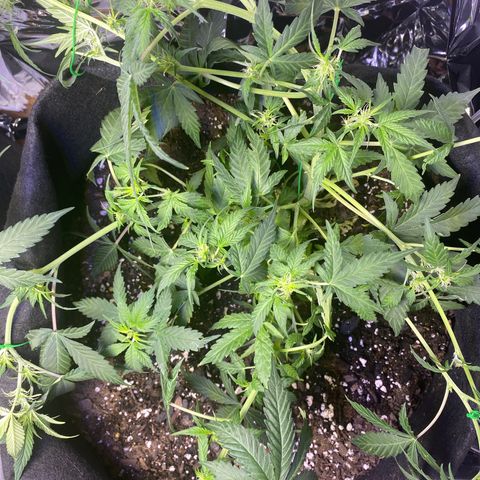 Apple Fritter Auto  growlog timeline photo