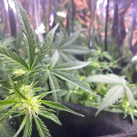 Apple Fritter Auto  growlog timeline photo