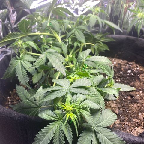 Blackberry Gum Autoflower growlog timeline photo