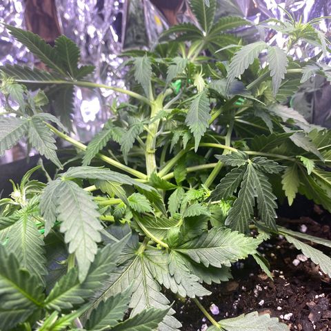 Blackberry Gum Autoflower growlog timeline photo
