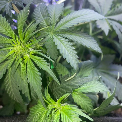 Blackberry Gum Autoflower growlog timeline photo
