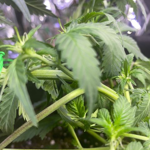 Blackberry Gum Autoflower growlog timeline photo
