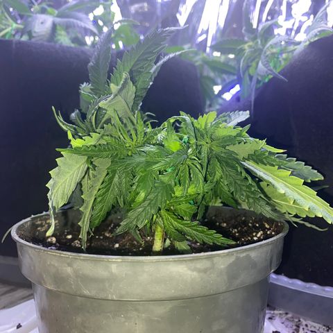 Grandmommy Purple growlog timeline photo