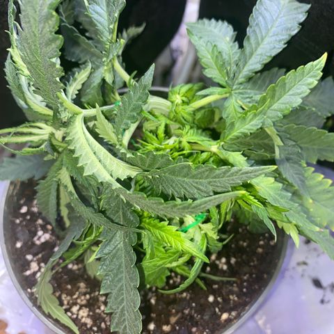 Grandmommy Purple growlog timeline photo