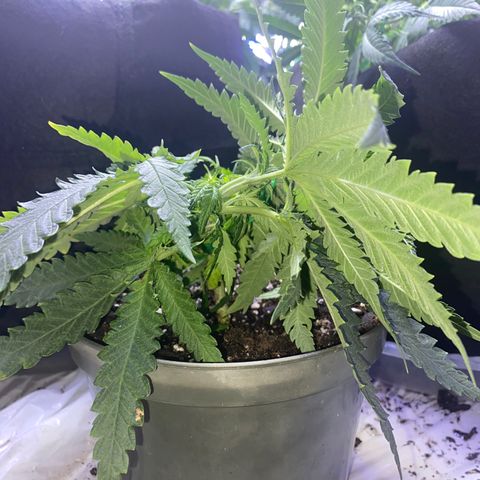 Grandmommy Purple growlog timeline photo