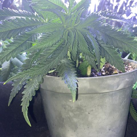 Grandmommy Purple growlog timeline photo