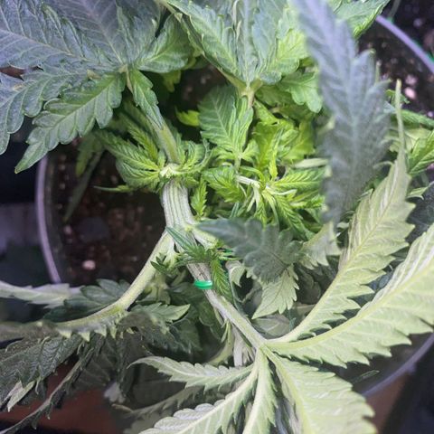 Grandmommy Purple growlog timeline photo