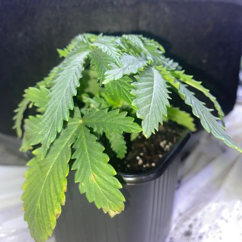 Unknown A growlog timeline photo
