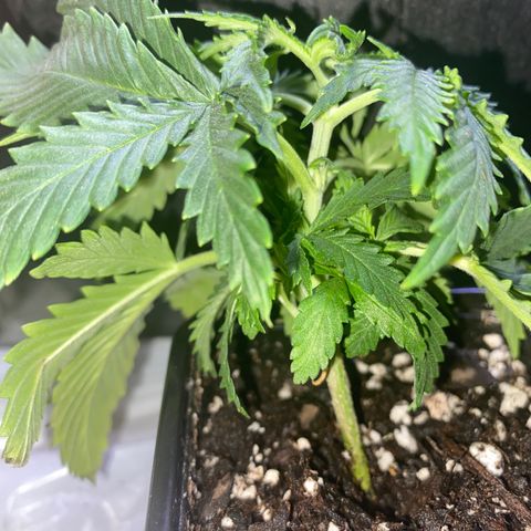 Unknown A growlog timeline photo