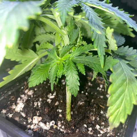 Unknown A growlog timeline photo