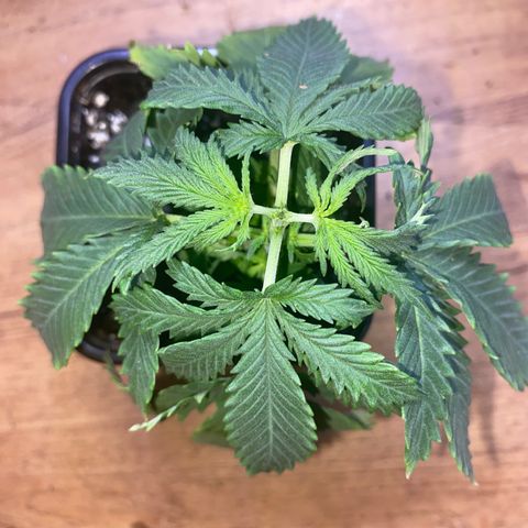 Unknown A growlog photo: Top chop