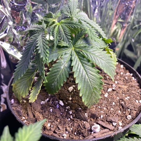 Unknown A growlog timeline photo