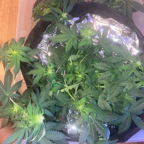 Apple Fritter Auto  growlog photo: I’ll try dipping the plants to water sense they’re really dry. Plus I had some dry spots after a watered last time. I’m using a drawer from a plastic storage dresser.