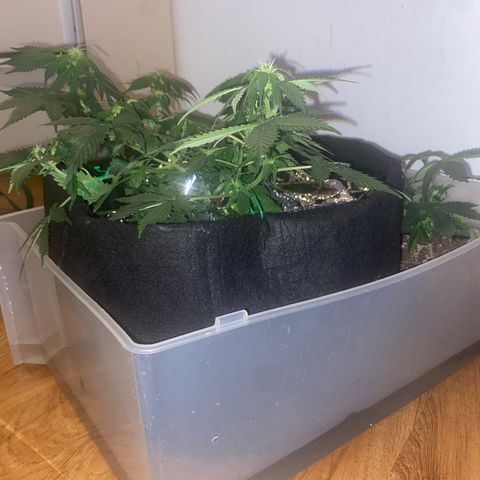 Apple Fritter Auto  growlog photo: I’ll try dipping the plants to water sense they’re really dry. Plus I had some dry spots after a watered last time. I’m using a drawer from a plastic storage dresser.