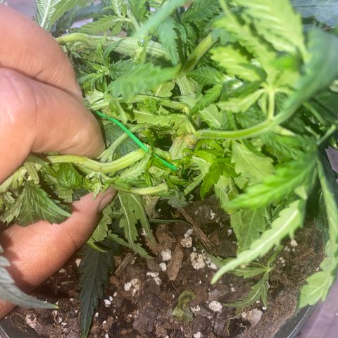 Grandmommy Purple growlog photo: I’m training this stem to go in a circle. Let’s see how it goes. The last photo I tried to show how unusual only one stem grew back after topping and not the normal two.