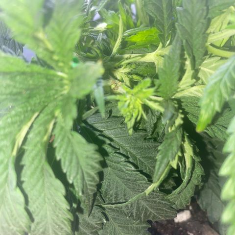 Grandmommy Purple growlog photo: I’m training this stem to go in a circle. Let’s see how it goes. The last photo I tried to show how unusual only one stem grew back after topping and not the normal two.