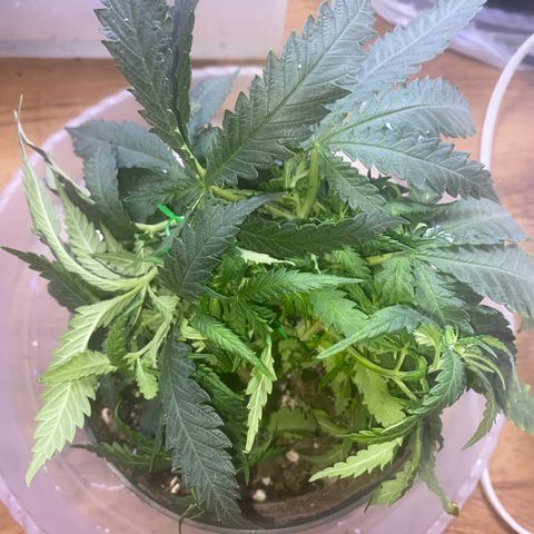 Grandmommy Purple growlog photo: I’m training this stem to go in a circle. Let’s see how it goes. The last photo I tried to show how unusual only one stem grew back after topping and not the normal two.