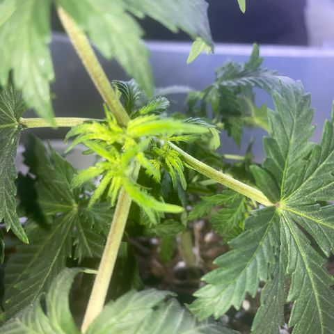 Unknown A growlog photo: Im so surprised by this plant. As a reminder, the seed was saved from a blunt when I only dreamed of growing. I’ve been told multiple  time it won’t produce bud and that’s fine as long as it doesn’t pollinate anything 🤣🤣 The roots are already growing out this pot.
 I’m glad the topping worked. This plant is growing beautifully and smells nice.