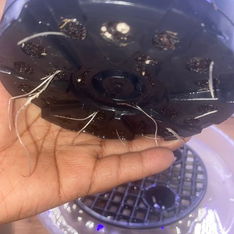 Unknown A growlog photo: Im so surprised by this plant. As a reminder, the seed was saved from a blunt when I only dreamed of growing. I’ve been told multiple  time it won’t produce bud and that’s fine as long as it doesn’t pollinate anything 🤣🤣 The roots are already growing out this pot.
 I’m glad the topping worked. This plant is growing beautifully and smells nice.