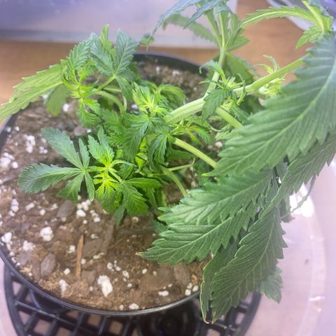 Unknown A growlog photo: Im so surprised by this plant. As a reminder, the seed was saved from a blunt when I only dreamed of growing. I’ve been told multiple  time it won’t produce bud and that’s fine as long as it doesn’t pollinate anything 🤣🤣 The roots are already growing out this pot.
 I’m glad the topping worked. This plant is growing beautifully and smells nice.