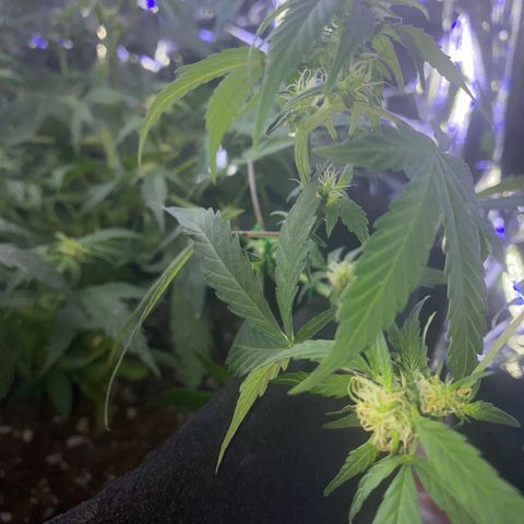 Apple Fritter Auto  growlog timeline photo