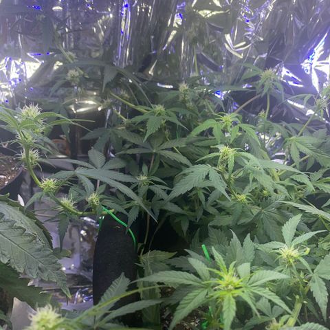 Apple Fritter Auto  growlog timeline photo