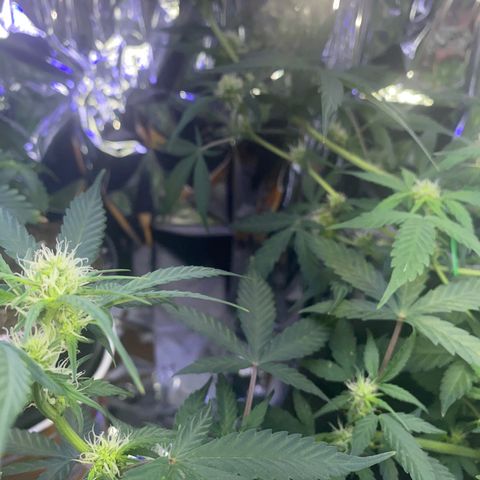 Apple Fritter Auto  growlog timeline photo
