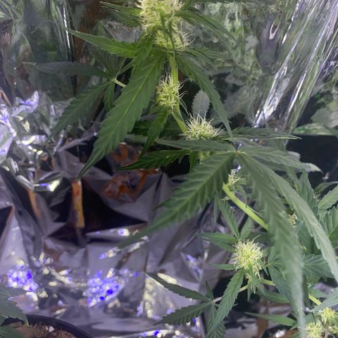 Apple Fritter Auto  growlog timeline photo