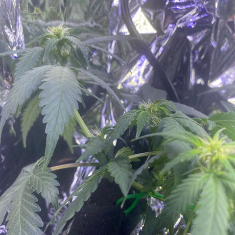 Blackberry Gum Autoflower growlog timeline photo