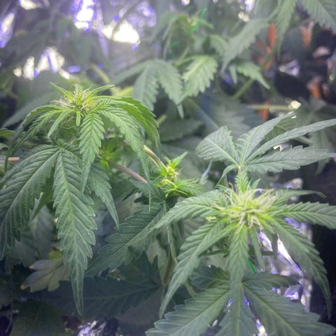 Blackberry Gum Autoflower growlog timeline photo