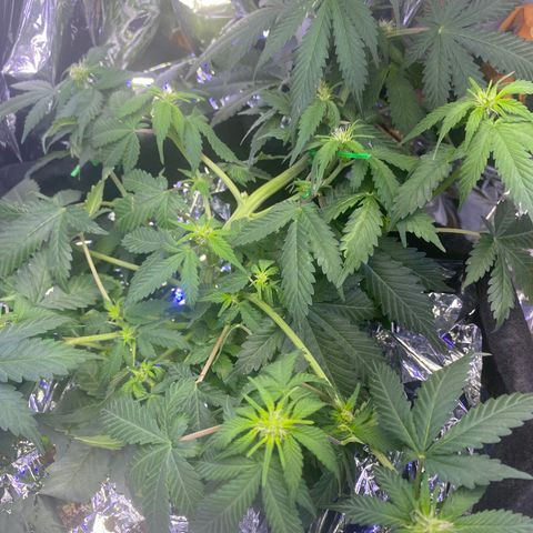 Blackberry Gum Autoflower growlog timeline photo