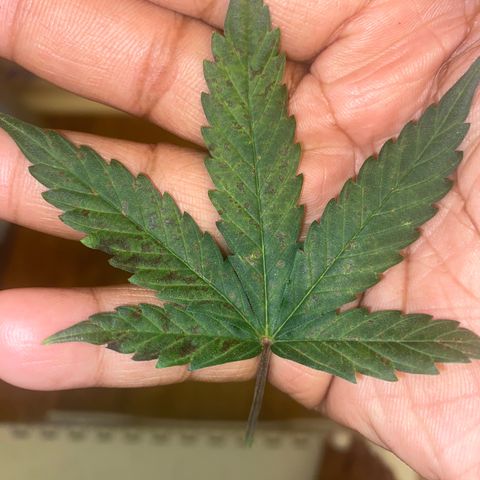 Apple Fritter Auto  growlog photo: She’s not doing as well as I thought 🥺