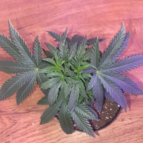 Unknown A growlog timeline photo