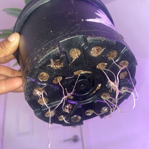 Unknown A growlog timeline photo
