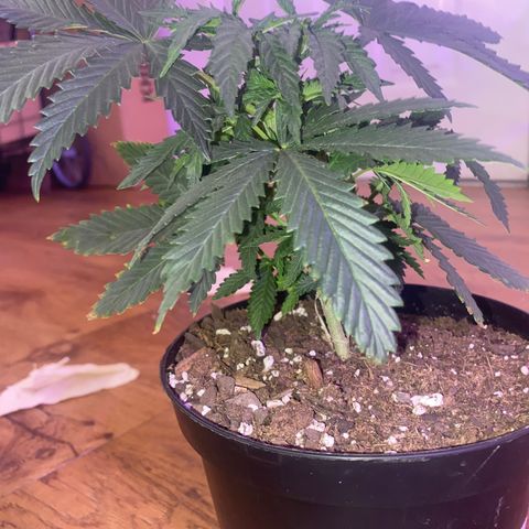 Unknown A growlog timeline photo