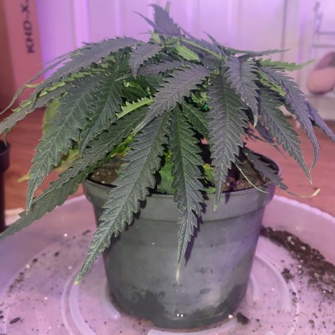 Grandmommy Purple growlog timeline photo