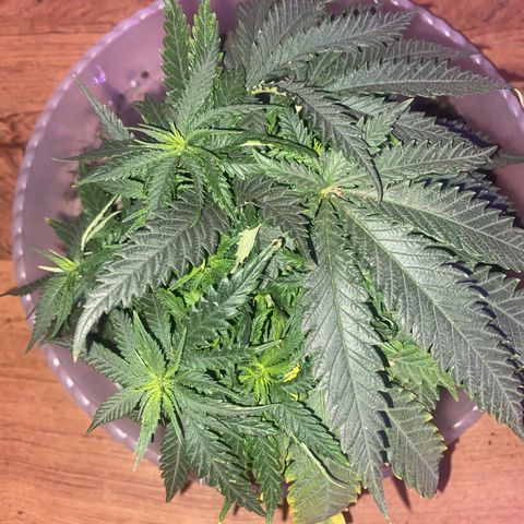 Grandmommy Purple growlog timeline photo
