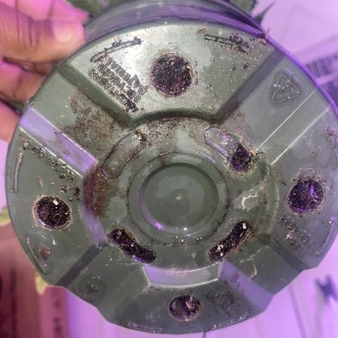 Grandmommy Purple growlog timeline photo
