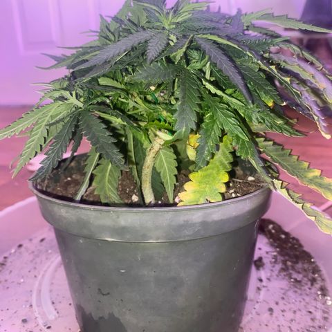 Grandmommy Purple growlog timeline photo