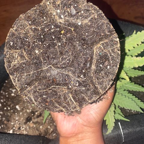 Grandmommy Purple growlog timeline photo
