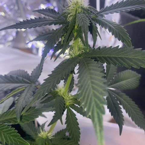 Blackberry Gum Autoflower growlog timeline photo