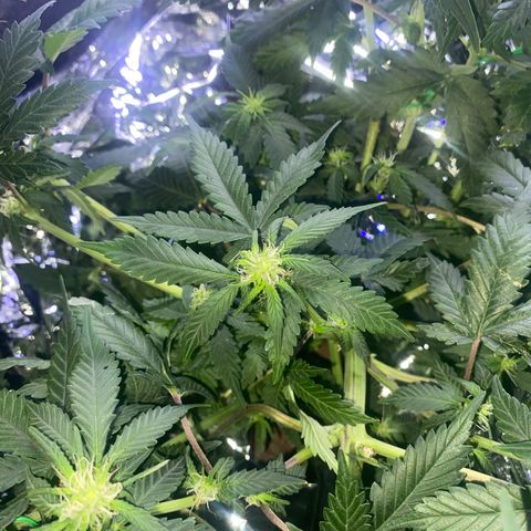Blackberry Gum Autoflower growlog timeline photo