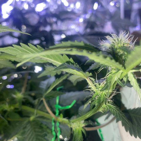 Blackberry Gum Autoflower growlog timeline photo