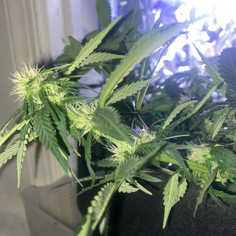Blackberry Gum Autoflower growlog timeline photo